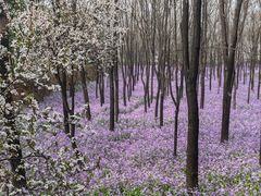 -郑州植物园