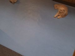 -猫色咖啡·猫咖