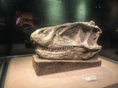 -自贡恐龙博物馆