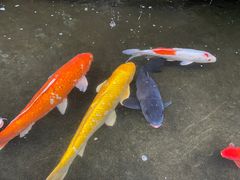 -香云轩·顺德菜(香云纱园林酒店店)