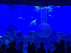 -芜湖新华联大白鲸海洋公园