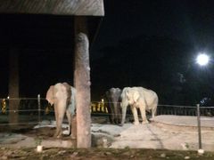 -清迈夜间动物园