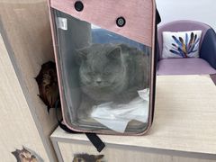 -北京观赏动物医院·24小时大型综合·猫专科·异宠专科