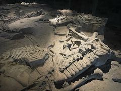 -自贡恐龙博物馆