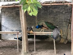 -罔极寺