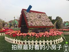 -荷兰花海