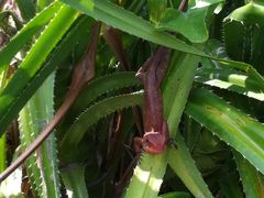 酒店生态极好，有蜥蜴-三亚亚龙湾红树林度假酒店