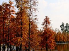 -白鹭湾湿地公园