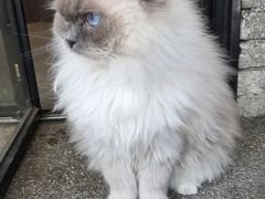 -昌记隆江猪脚饭(白石龙店)