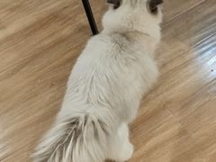 -滚猫咖啡·猫咖·猫友好撸猫(未来城店)