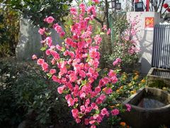 -三圣花乡旅游区