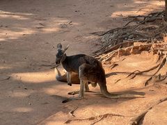 -深圳野生动物园