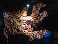 -绮丽珊瑚(台北101旗舰门市店)