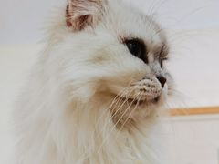 -李小姐の猫咖啡馆(五角场店)