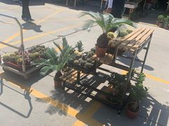 -中环花鸟鱼虫市场