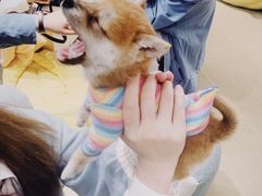 -逗柴咖啡屋·狗咖猫咖宠物桌游