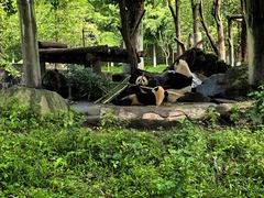 -都江堰中华大熊猫苑