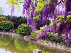 -嘉定紫藤园