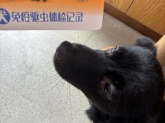 -宠颐生宠物医院·异宠猫科内科·诊疗中心宠巢店