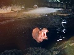 -清迈夜间动物园