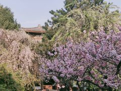 -西安青龙寺遗址景区