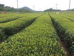 -雪绿茶博物馆