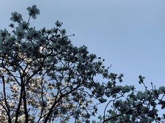 -广州市流溪河国家森林公园