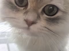 -欣宠猫屋·矮脚拿破仑·蓝金金渐层