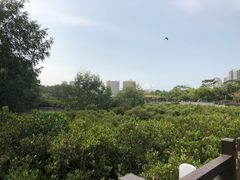 -大亚湾红树林城市湿地公园