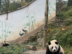 -中国大熊猫保护研究中心雅安碧峰峡基地