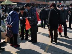 -中环花鸟鱼虫市场