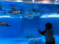 -海合安成都极地海洋公园
