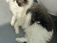 -琪喵猫屋·撸猫猫咖·猫舍