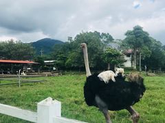 -瑞穗牧场
