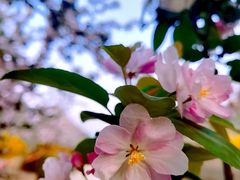 -海棠花溪(元大都城垣遗址公园)