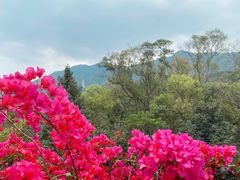 -深圳市中科院仙湖植物园