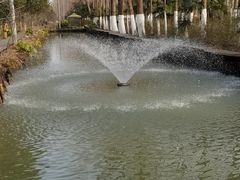 -合肥滨湖国家森林公园