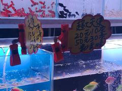 -中环花鸟鱼虫市场