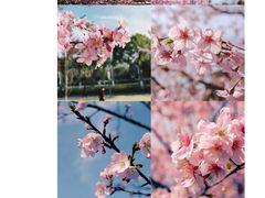 -顾村公园