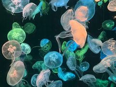 -珠海长隆海洋王国