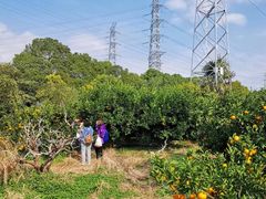 -上海长兴岛郊野公园