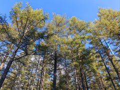 -塞罕坝国家级自然保护区