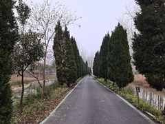 -合肥滨湖国家森林公园