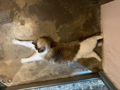 -喵屿·大理花园猫咖