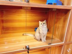 -猫十亿·布偶金渐层·曼基康矮脚猫舍(青年路店)