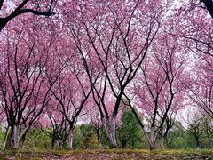-白塘生态植物园