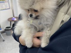 -四月宠物医院·猫专科·心脏专科·内科(转塘店)