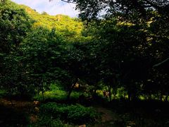 -大岭沟猕猴桃谷风景区