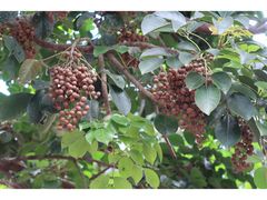 -海南热带雨林国家公园吊罗山景区