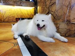 -more than meow吴止猫主题餐厅(承德 中船汇店)